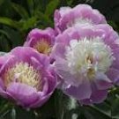 5 Heirloom Big-leaf Hydrangea Purple Peony Tree Flowers Seeds
