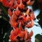 5 Strongylodon Orange Jade Vine Perennial Climbing Flower Seeds