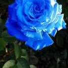50 Flower Blue Damask Rose Bush Flower Seeds