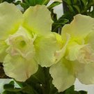 2 Adenium Green Beautiful Flower Seeds