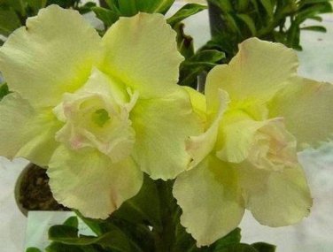 2 Adenium Green Beautiful Flower Seeds
