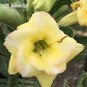 2 Adenium Green Beautiful Flower Seeds
