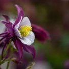 50 Perennial Purple Columbine Seeds