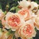 50 Rare 'Carding Mill' Orange Rose Shrub with Fragrant Flower Seeds
