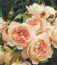 50 Rare 'Carding Mill' Orange Rose Shrub with Fragrant Flower Seeds