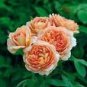 50 Rare 'Carding Mill' Orange Rose Shrub with Fragrant Flower Seeds