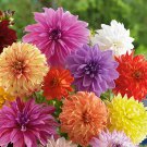 50 True Color Dahlia Bulb Flower Dahlia Seeds