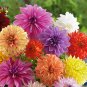 50 True Color Dahlia Bulb Flower Dahlia Seeds