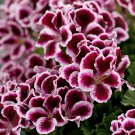 10 Seeds - Geranium 'Quantoki May' Angel Dark Red Double Petals White Edge Bonsai Flowers