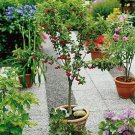 10 Dwarf Cherry Tree Self- Fertile Fruit Tree Bonsai Seeds