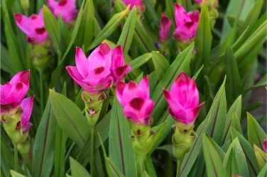 200 Colorful New Arrival Curcuma Bonsai Flower Plants Rarest Seeds