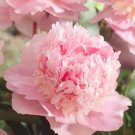 5 Sorbet Robust Colorful Double Blooms Peony Mixed Seeds