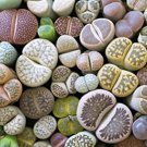 10 Mixed 10 Types of Lithops Succulent Seeds