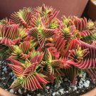 10 Crassula Capitella Thyrsiflora Red Pagoda Jatropha Tree Herbs Plants Seeds