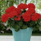 10 Geranium Maverick Scarlet Perennial Flower Seeds
