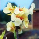2 Canna Lily Ermine Tropical House Plant White Flowers Bulb