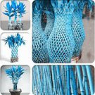 50 Blue Lucky Bamboo Bonsai Anti Radiation Absorb dust Tree Plants Indoor Plantss Seeds