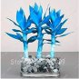 50 Blue Lucky Bamboo Bonsai Anti Radiation Absorb dust Tree Plants Indoor Plantss Seeds