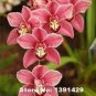 100 Rare Cymbidium Orchid Plant African Cymbidiums Flores Seeds