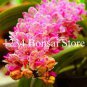100 Rare Cymbidium Orchid Plant African Cymbidiums Flores Seeds
