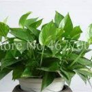 100 Exotic Climbing Epipremnum Aureum Bonsai Seeds