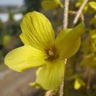 35 Beautiful Weeping Forsythia Seeds