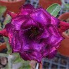 2 'Purple Angel' Adenium Desert Rose Seeds