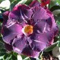 2 'Purple Angel' Adenium Desert Rose Seeds