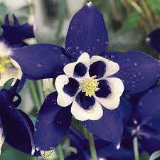 50 Imported Rare Double 'Twinkle' Dark Blue White Garden Columbine Flower Seeds