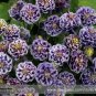 50 Imported Rare Double 'Twinkle' Dark Blue White Garden Columbine Flower Seeds
