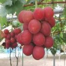 15 Ruby Roman Grapes Seeds
