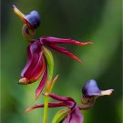 100 Caleana Major Flying Duck Orchid Garden Potted Decor Flowers Seeds