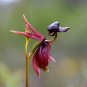 100 Caleana Major Flying Duck Orchid Garden Potted Decor Flowers Seeds