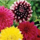 50 Mixed Dahlia Flower Seeds