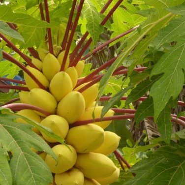 6 Yellow Papaya Tree Female Seeds