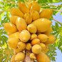 6 Yellow Papaya Tree Female Seeds