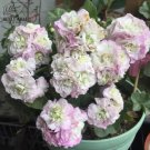 10 Geranium Light Purple White Light Green Big Blooms Perennial Flowers Seeds