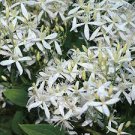 100 Clematis flowers clematis vine perennial flower Seeds