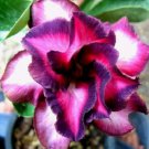 1 Red Mis Black Desert Rose Seeds
