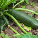8 Dark Green Zucchini Summer Squash Bonsai Vegetables Seeds