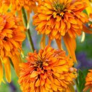 200 Very Rare Orange Marmalade Echinacea Perennial Coneflower Seeds