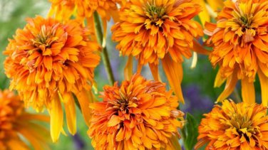 200 Very Rare Orange Marmalade Echinacea Perennial Coneflower Seeds
