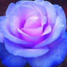 50 Seeds - 20 Colors Rose Shrub Flower