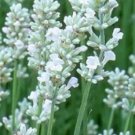 200 Lavandula angustifolia White Lavender Flower Seeds