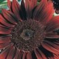 15 Moulin Rouge Gorgerous Red Ornamental Sunflower Seeds