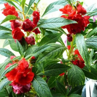 100 Impatiens Balsamina Red Garden Balsam Seeds