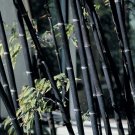 30 Rare Black Bamboo Seeds