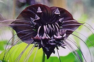 100 Black Tiger Shall Orchid Flowers Scented Perennial Plants Shade Seeds