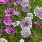 30 Cupcakes Mix Cosmos Seeds