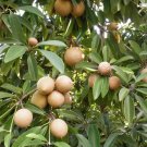 100 Rare Mini Manilkara Zapota Seeds